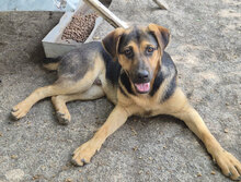 EBBO, Hund, Mischlingshund in Bulgarien