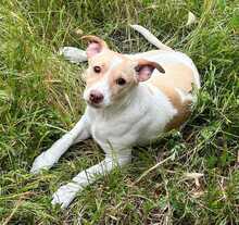 LOLA, Hund, Podenco Andaluz Mix in Spanien