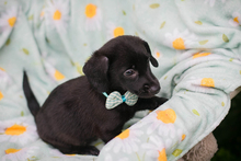 CHIPNR284019, Hund, Mischlingshund in Kroatien