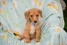 TAI, Hund, Mischlingshund in Kroatien