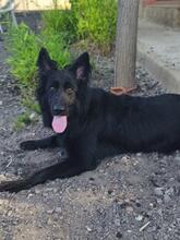 ELLA, Hund, Groenendael-Mix in Spanien