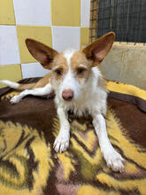SHELLY, Hund, Podengo Portugueso Pequeno-Mix in Portugal