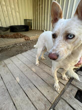NARCISA, Hund, Podengo Portugues Pequeno Mix in Portugal