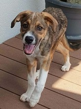 PEPITO, Hund, Mischlingshund in Nürnberg