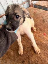 TREVOR, Hund, Mischlingshund in Pottenstein