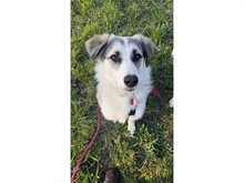 YOUMA, Hund, Mischlingshund in Stein