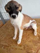 NOLAN, Hund, Mischlingshund in Pottenstein