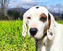OSCAR, Hund, Mischlingshund in Griechenland