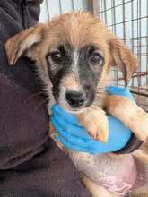 KIMMI, Hund, Mischlingshund in Pottenstein