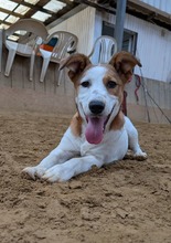 ZURI, Hund, Mischlingshund in Kerpen