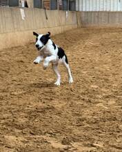 ZARIA, Hund, Mischlingshund in Kerpen