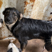 NAMI, Hund, Mischlingshund in Rumänien