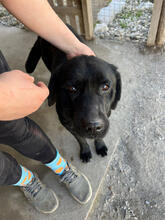 AMORA, Hund, Labrador Mix in Portugal