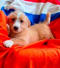 LITTLEJOE, Hund, Mischlingshund in Rumänien