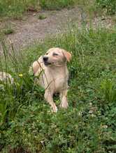 SUNNY, Hund, Mischlingshund in Rumänien