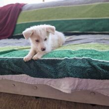 FLOCKE2, Hund, Mischlingshund in Rumänien