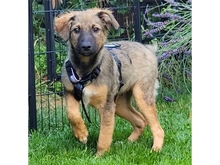 RAJA, Hund, Mischlingshund in Rastatt
