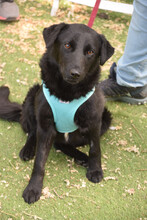SOJA, Hund, Mischlingshund in Ungarn