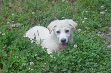 RAMI, Hund, Mischlingshund in Rumänien