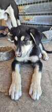 NERO, Hund, Mischlingshund in Bulgarien