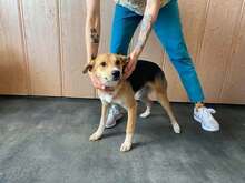 LOTTE, Hund, Mischlingshund in Ungarn