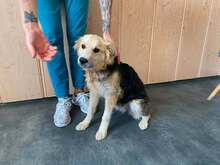 LISA, Hund, Mischlingshund in Ungarn