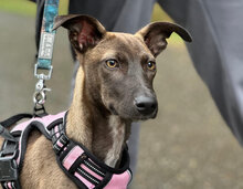 FIBI, Hund, Mischlingshund in Oppenweiler