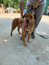 TALA, Hund, Mischlingshund in Bulgarien