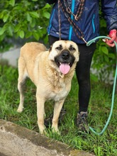 SHAYA, Hund, HSH - Mix in Bulgarien