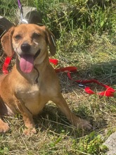 MARTY, Hund, Mischlingshund in Bulgarien