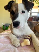 KAIRA, Hund, Australischer Schäferhund Mischling in Slowakische Republik