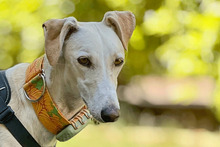 BURBUJA, Hund, Galgo Español in Alsheim