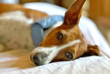 RELAMPAGO, Hund, Podenco in Alsheim