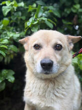 PERUN, Hund, mischling in Polen