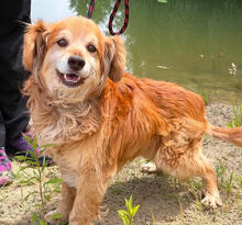 BERYL, Hund, mischling in Polen