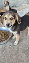 ERNIE, Hund, mischling in Bulgarien
