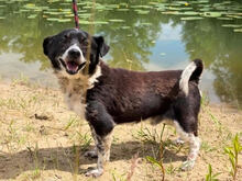 GUSTAW, Hund, mischling in Polen