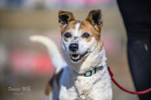 GWIAZDOR, Hund, mischling in Polen