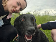 BRYZA, Hund, mischling in Polen