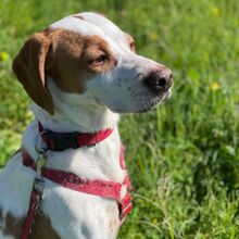 DUNA, Hund, Pointer Mischling in Spanien