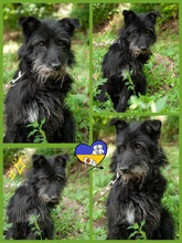 BARBARA, Hund, Mittelschnauzer-Mischling in Ukraine