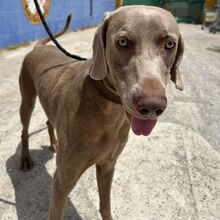 STEPHAN, Hund, Weimaraner in Spanien