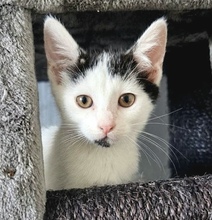 DESTINY, Katze, Hauskatze in Zypern