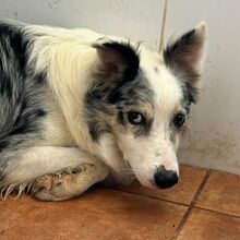 DANIEL, Hund, Border Collie in Spanien