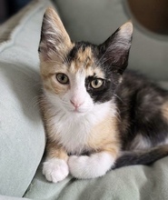 BLOSSOM, Katze, Hauskatze in Zypern