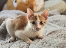 LIMUN, Katze, Hauskatze in Zypern
