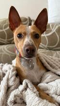 YAKO, Hund, Podenco in Spanien