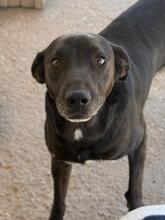 MORO, Hund, Mischling in Spanien