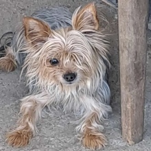 GIZMO, Hund, Yorkshire Terrier in Ungarn