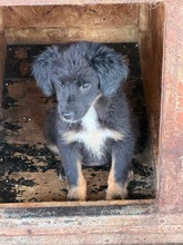 JOY, Hund, Mischlingshund in Obertrubach